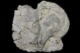 Unprepared Sauropod Dorsal Vertebra - Colorado #119859-2